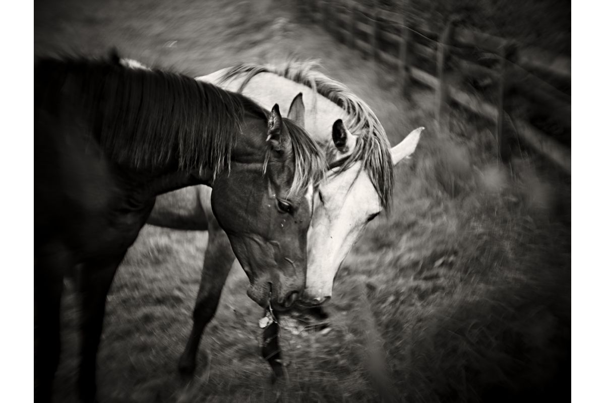 Joseph Petzval Focus-coupled Bokeh Control Art Lens 22