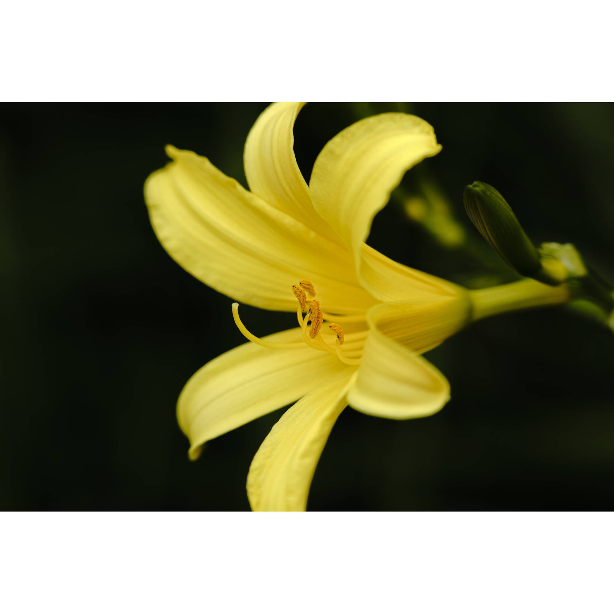 Lente Sigma 150-600mm f/5-6.3 DG DN OS Sports para Sony E-Mount 23