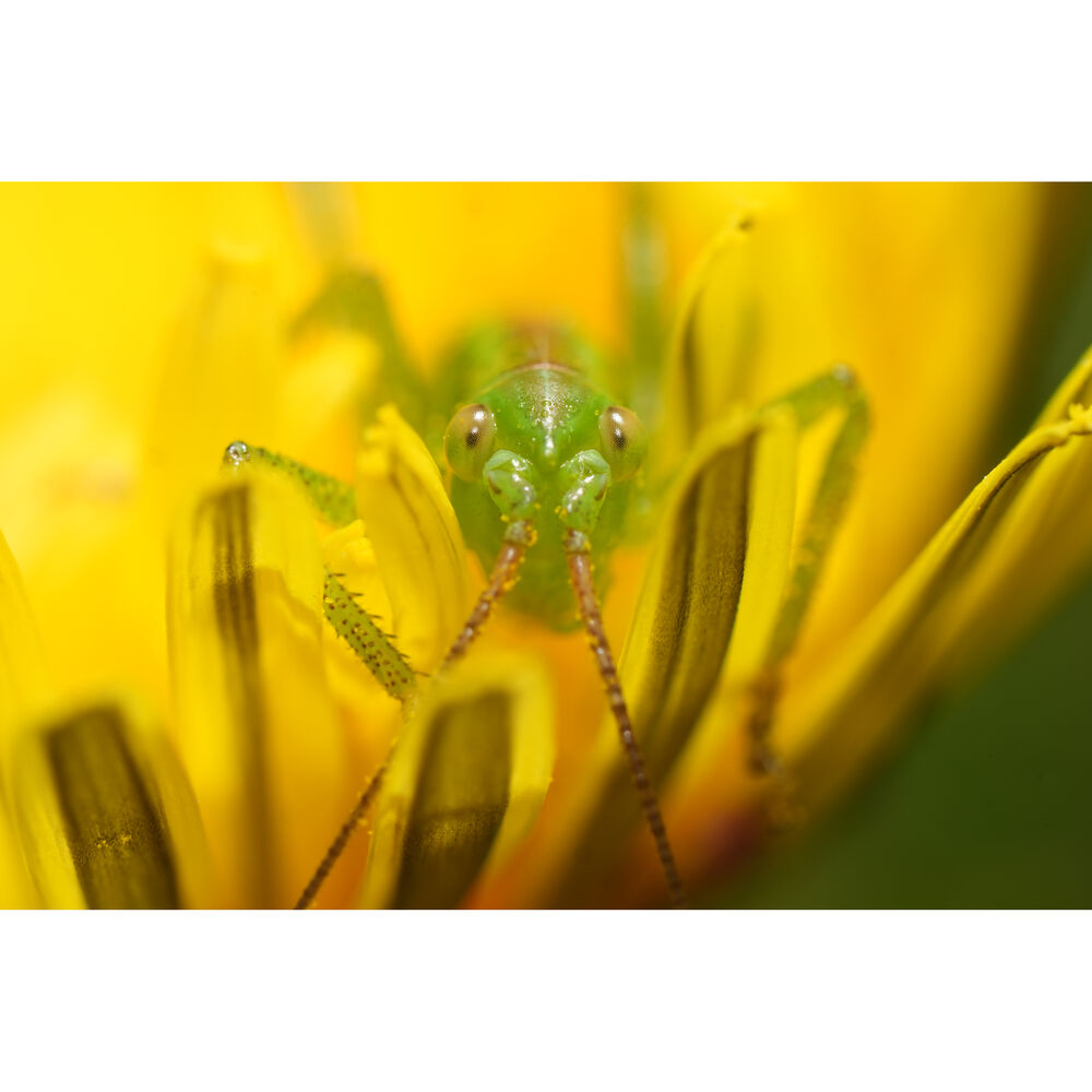 Lente SONY FE 100mm f/2.8 Macro GM Lens 14