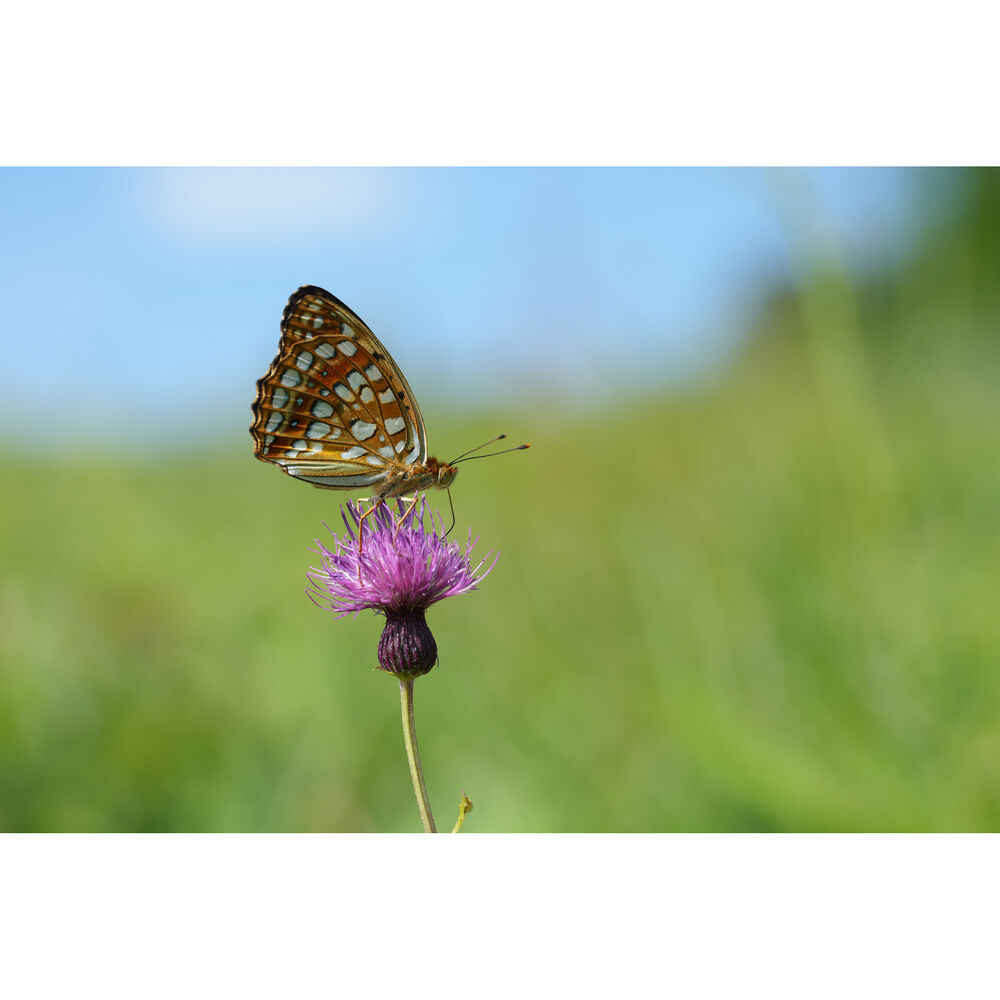 Lente SONY FE 100mm f/2.8 Macro GM Lens 19