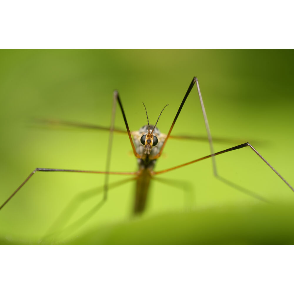 Lente SONY FE 100mm f/2.8 Macro GM Lens 20