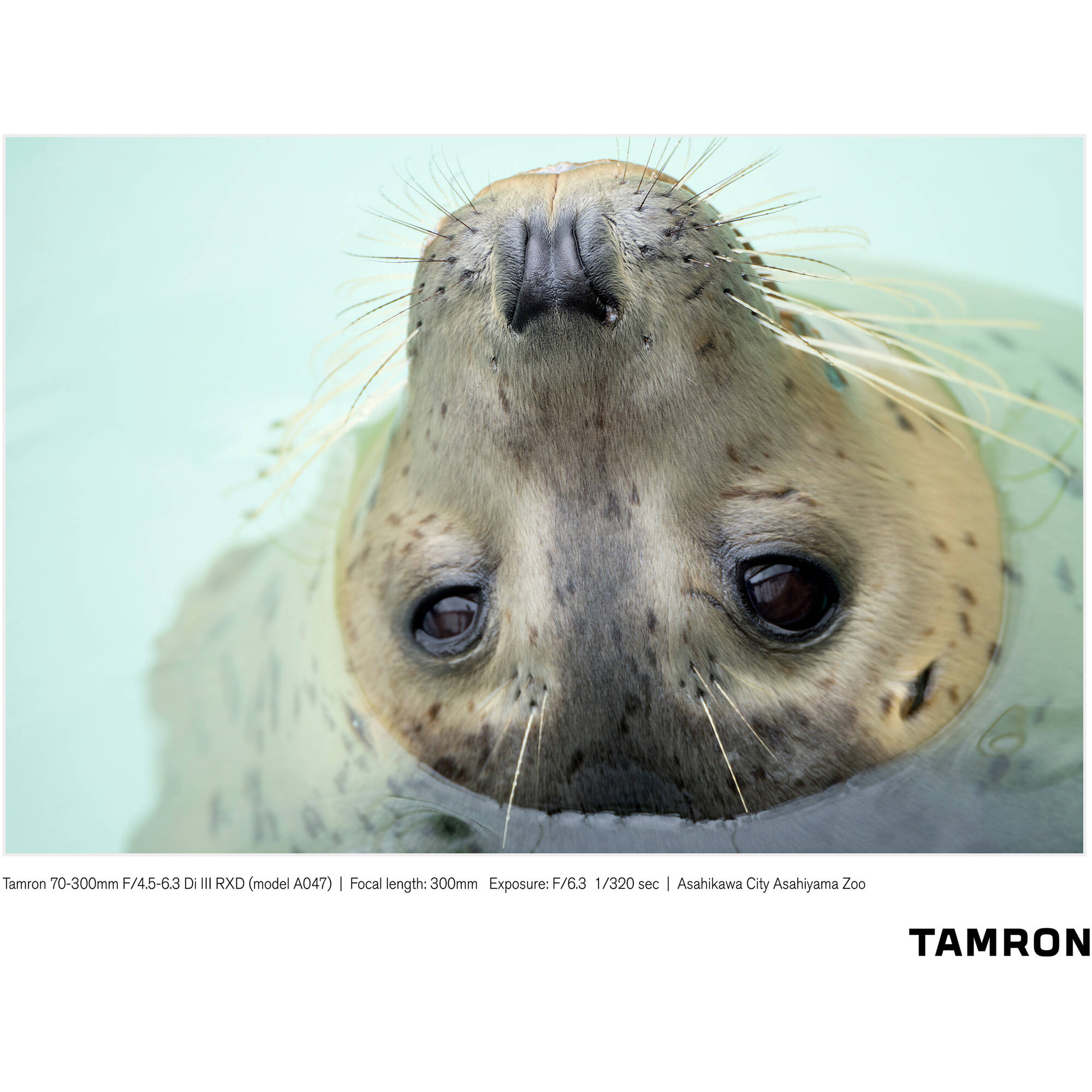 Lente Tamron 70-300mm f/4.5-6.3 Di III RXD Lens para Sony E-Mount 05